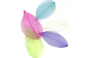 liscieallegro